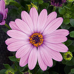 Укорененные черенки Остеоспермум Osteospermum ecklonis FlowerPower® Pink