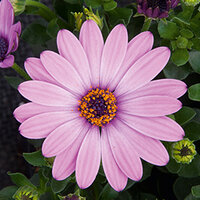 Укорененные черенки Остеоспермум Osteospermum ecklonis FlowerPower® Pink
