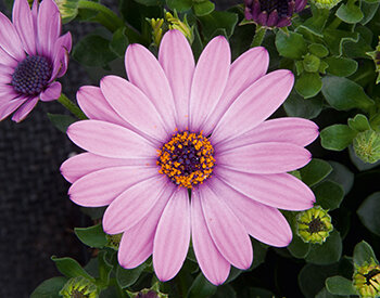 Укорененные черенки Остеоспермум Osteospermum ecklonis FlowerPower® Pink