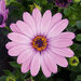 Укорененные черенки Остеоспермум Osteospermum ecklonis FlowerPower® Pink