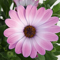 Укорененные черенки Остеоспермум Osteospermum ecklonis FlowerPower® Pink + Eye?12 (KLEOE12197)