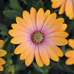 Укорененные черенки Остеоспермум Osteospermum ecklonis FlowerPower® Pink Honey
