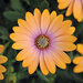 Укорененные черенки Остеоспермум Osteospermum ecklonis FlowerPower® Pink Honey
