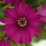 Укорененные черенки Остеоспермум Osteospermum ecklonis FlowerPower® Purple?12 (KLEOE12201)