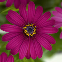 Укорененные черенки Остеоспермум Osteospermum ecklonis FlowerPower® Purple?12 (KLEOE12201)