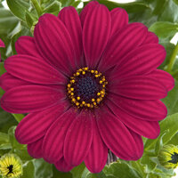Укорененные черенки Остеоспермум Osteospermum ecklonis FlowerPower® Purple Red (KLEO04113)