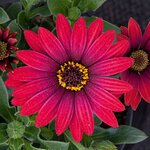 Укорененные черенки Остеоспермум Osteospermum ecklonis FlowerPower® Red?16