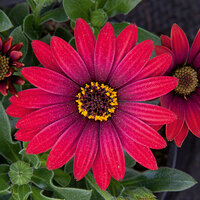 Укорененные черенки Остеоспермум Osteospermum ecklonis FlowerPower® Red?16