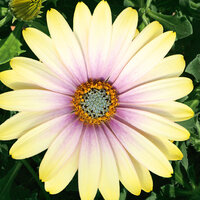 Укорененные черенки Остеоспермум Osteospermum ecklonis FlowerPower® Shadow Lemon