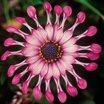 Укорененные черенки Остеоспермум Osteospermum ecklonis FlowerPower® Spider Pink