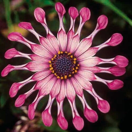 Укорененные черенки Остеоспермум Osteospermum ecklonis FlowerPower® Spider Pink