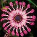 Укорененные черенки Остеоспермум Osteospermum ecklonis FlowerPower® Spider Pink