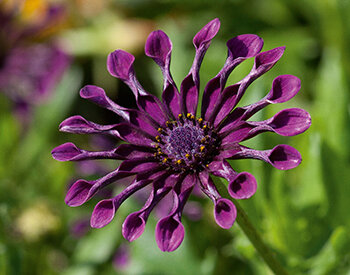 Укорененные черенки Остеоспермум Osteospermum ecklonis FlowerPower® Spider Purple?16