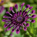 Укорененные черенки Остеоспермум Osteospermum ecklonis FlowerPower® Spider Purple?16