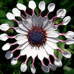 Укорененные черенки Остеоспермум Osteospermum ecklonis FlowerPower® Spider White