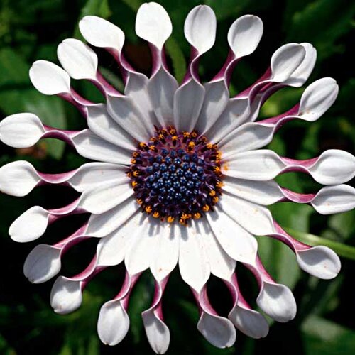Укорененные черенки Остеоспермум Osteospermum ecklonis FlowerPower® Spider White