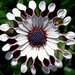 Укорененные черенки Остеоспермум Osteospermum ecklonis FlowerPower® Spider White