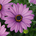 Укорененные черенки Остеоспермум Osteospermum ecklonis FlowerPower® Violet (KLEOE12202)
