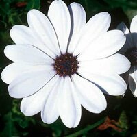 Укорененные черенки Остеоспермум Osteospermum ecklonis FlowerPower® White (KLEO03106)
