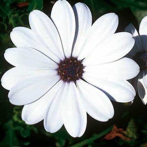 Укорененные черенки Остеоспермум Osteospermum ecklonis FlowerPower® White (KLEO03106)
