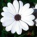 Укорененные черенки Остеоспермум Osteospermum ecklonis FlowerPower® White (KLEO03106)