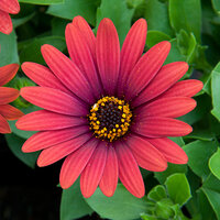 Укорененные черенки Остеоспермум Osteospermum ecklonis Compact FlowerPower® Red