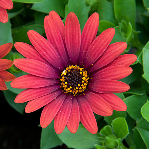 Укорененные черенки Остеоспермум Osteospermum ecklonis Compact FlowerPower® Red