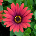 Укорененные черенки Остеоспермум Osteospermum ecklonis Compact FlowerPower® Red