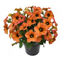 Укорененные черенки Петхоа Beautical Cinnamon