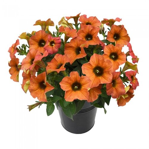 Укорененные черенки Петхоа Beautical Cinnamon