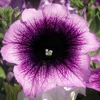 Укорененные черенки Сурфиния, Петуния Ампельная Petunia AlpeTunia® Blueberry KLEPH14273