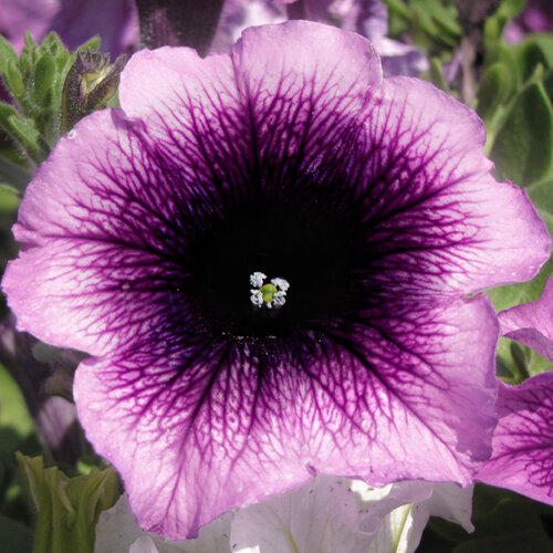 Укорененные черенки Сурфиния, Петуния Ампельная Petunia AlpeTunia® Blueberry KLEPH14273