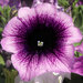 Укорененные черенки Сурфиния, Петуния Ампельная Petunia AlpeTunia® Blueberry KLEPH14273