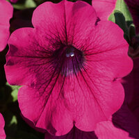 Укорененные черенки Сурфиния, Петуния Ампельная Petunia AlpeTunia® Classic Purple KLEC03033