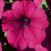 Укорененные черенки Сурфиния, Петуния Ампельная Petunia AlpeTunia® Classic Purple KLEC03033