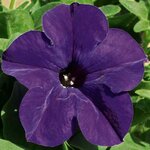 Укорененные черенки Сурфиния, Петуния Ампельная Petunia AlpeTunia® Dark Blue KLEPH08153 