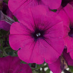 Укорененные черенки Сурфиния, Петуния Ампельная Petunia AlpeTunia® Dark Purple KLEPH11206