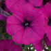 Укорененные черенки Сурфиния, Петуния Ампельная Petunia AlpeTunia® Dark Purple KLEPH11206