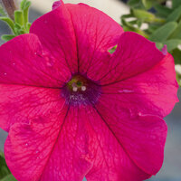 Укорененные черенки Сурфиния, Петуния Ампельная Petunia AlpeTunia® Hot Pink KLEPH11204 