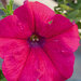 Укорененные черенки Сурфиния, Петуния Ампельная Petunia AlpeTunia® Hot Pink KLEPH11204 