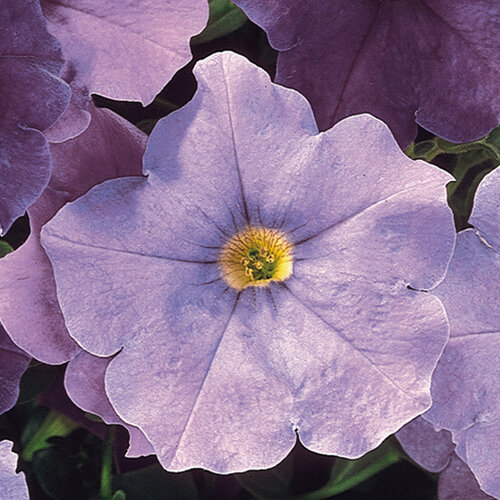 Укорененные черенки Сурфиния, Петуния Ампельная Petunia AlpeTunia® Light Blue KLEC02061