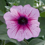 Укорененные черенки Сурфиния, Петуния Ампельная Petunia AlpeTunia® Pink Vein