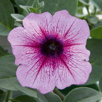 Укорененные черенки Сурфиния, Петуния Ампельная Petunia AlpeTunia® Pink Vein