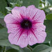 Укорененные черенки Сурфиния, Петуния Ампельная Petunia AlpeTunia® Pink Vein