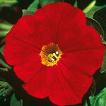 Укорененные черенки Сурфиния, Петуния Ампельная Petunia AlpeTunia® Red ?14