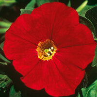 Укорененные черенки Сурфиния, Петуния Ампельная Petunia AlpeTunia® Red ?14
