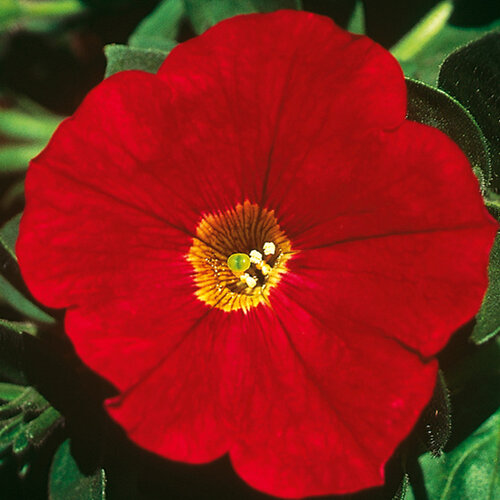 Укорененные черенки Сурфиния, Петуния Ампельная Petunia AlpeTunia® Red ?14
