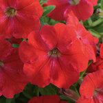 Укорененные черенки Сурфиния, Петуния Ампельная Petunia AlpeTunia® Red