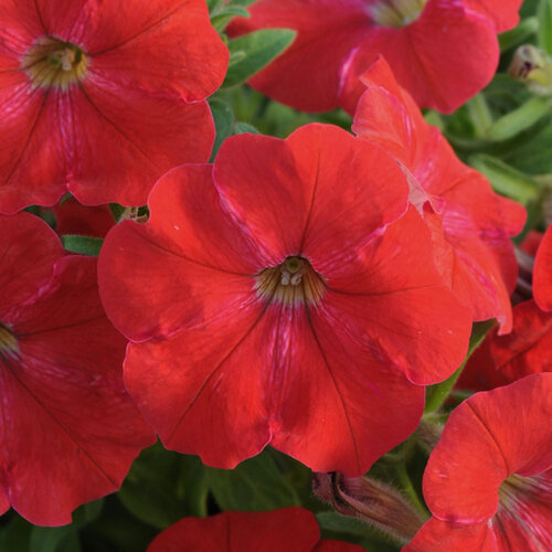 Укорененные черенки Сурфиния, Петуния Ампельная Petunia AlpeTunia® Red