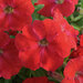Укорененные черенки Сурфиния, Петуния Ампельная Petunia AlpeTunia® Red